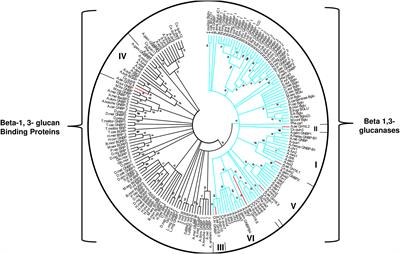 Biochemical and Functional Characterization of Glycoside Hydrolase Family 16 Genes in Aedes aegypti Larvae: Identification of the Major Digestive β-1,3-Glucanase